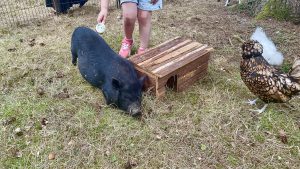 le parc de la Ferrme coqalane,, à l'arboretum des barres à Nogent sur vernisson avec le cochon Paupiette.